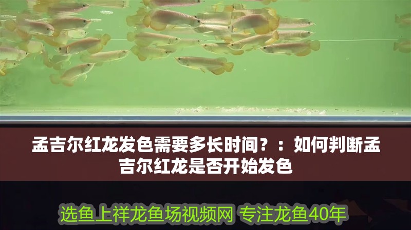 孟吉爾紅龍發色需要多長時間？：如何判斷孟吉爾紅龍是否開始發色