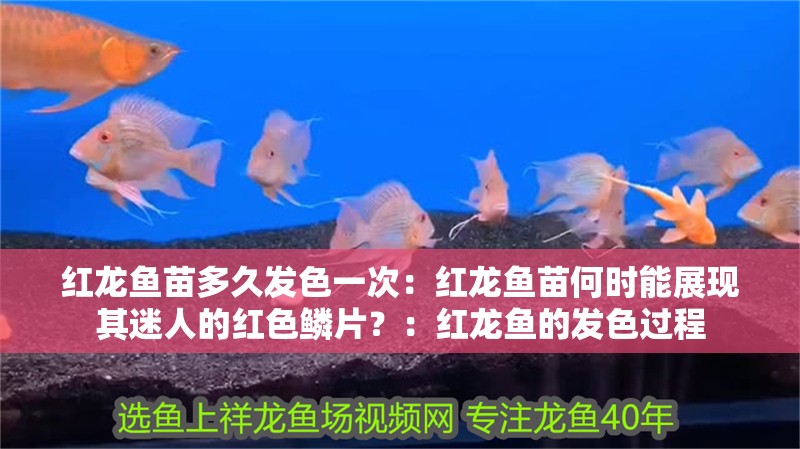 紅龍魚苗多久發色一次：紅龍魚苗何時能展現其迷人的紅色鱗片？：紅龍魚的發色過程