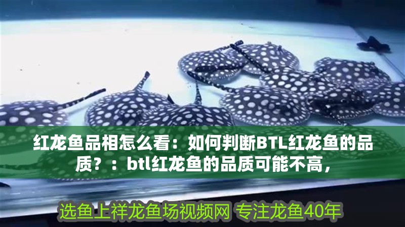 紅龍魚品相怎么看：如何判斷BTL紅龍魚的品質？：btl紅龍魚的品質可能不高，