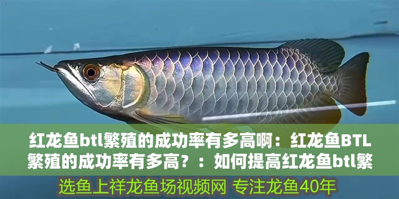 紅龍魚btl繁殖的成功率有多高啊：紅龍魚BTL繁殖的成功率有多高？：如何提高紅龍魚btl繁殖的成功率