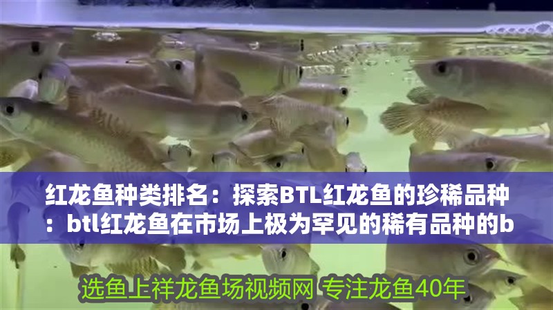 紅龍魚種類排名：探索BTL紅龍魚的珍稀品種：btl紅龍魚在市場上極為罕見的稀有品種的btl紅龍魚