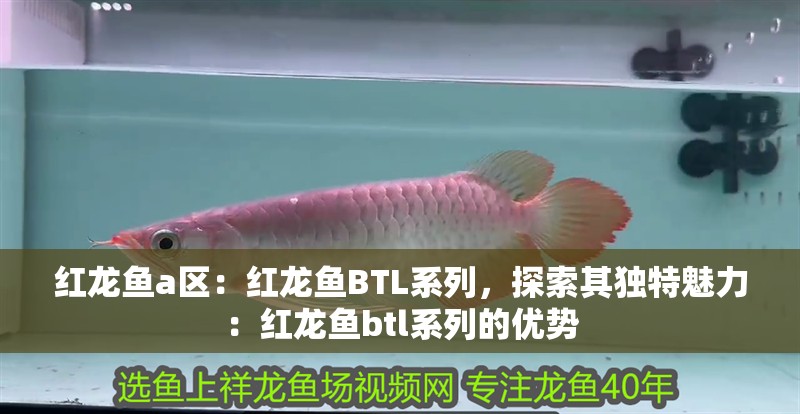 紅龍魚a區：紅龍魚BTL系列，探索其獨特魅力：紅龍魚btl系列的優勢