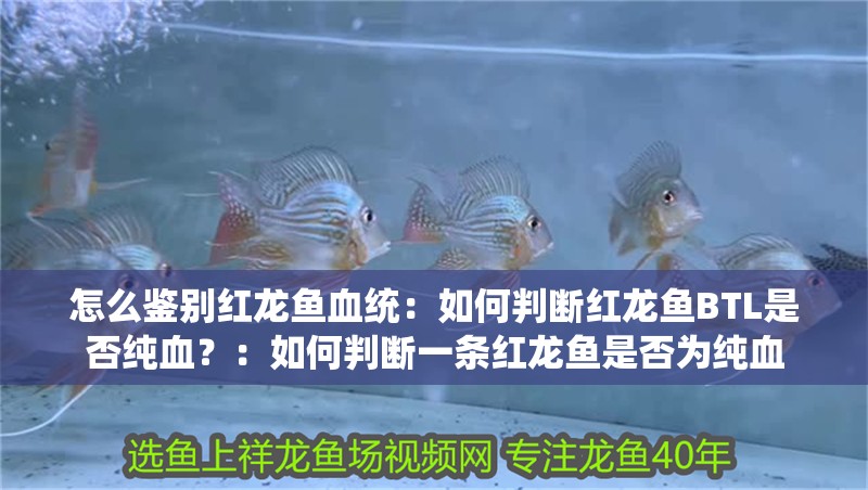 怎么鑒別紅龍魚血統：如何判斷紅龍魚BTL是否純血？：如何判斷一條紅龍魚是否為純血