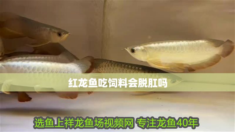 紅龍魚吃飼料會脫肛嗎