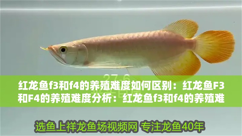 紅龍魚f3和f4的養殖難度如何區別：紅龍魚F3和F4的養殖難度分析：紅龍魚f3和f4的養殖難度