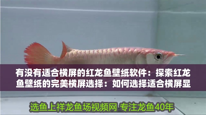 有沒有適合橫屏的紅龍魚壁紙軟件：探索紅龍魚壁紙的完美橫屏選擇：如何選擇適合橫屏顯示的紅龍魚壁紙