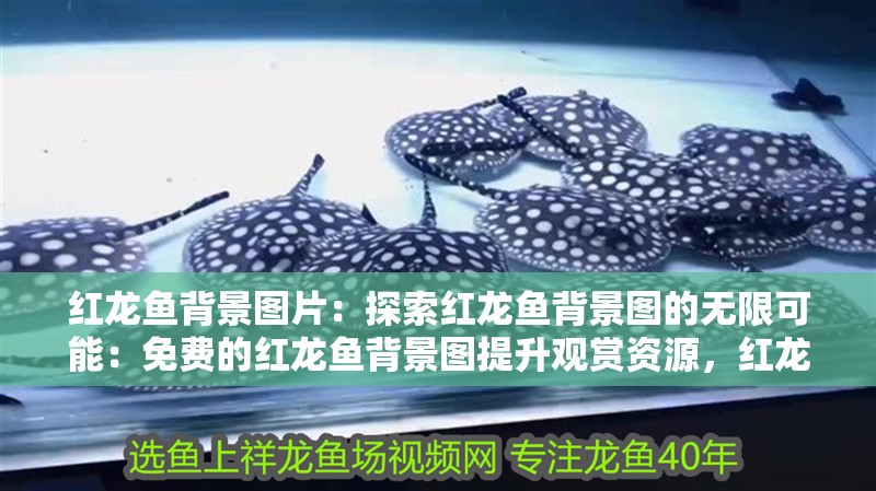 紅龍魚(yú)背景圖片：探索紅龍魚(yú)背景圖的無(wú)限可能：免費(fèi)的紅龍魚(yú)背景圖提升觀賞資源，紅龍魚(yú)背景圖設(shè)計(jì)