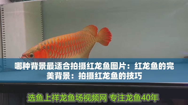 哪種背景最適合拍攝紅龍魚圖片：紅龍魚的完美背景：拍攝紅龍魚的技巧
