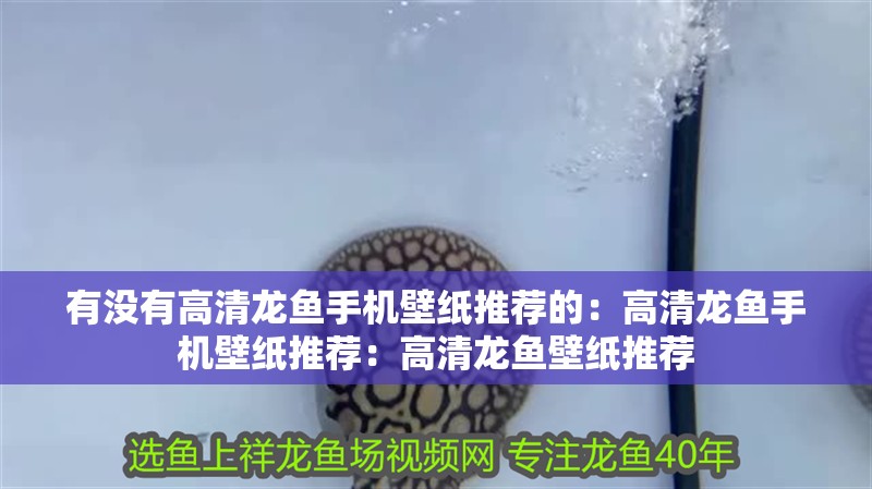 有沒有高清龍魚手機(jī)壁紙推薦的：高清龍魚手機(jī)壁紙推薦：高清龍魚壁紙推薦