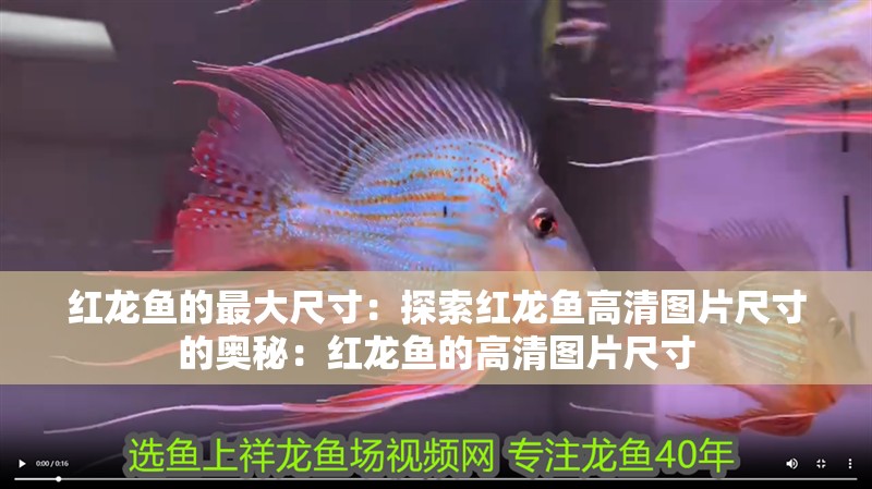 紅龍魚的最大尺寸：探索紅龍魚高清圖片尺寸的奧秘：紅龍魚的高清圖片尺寸