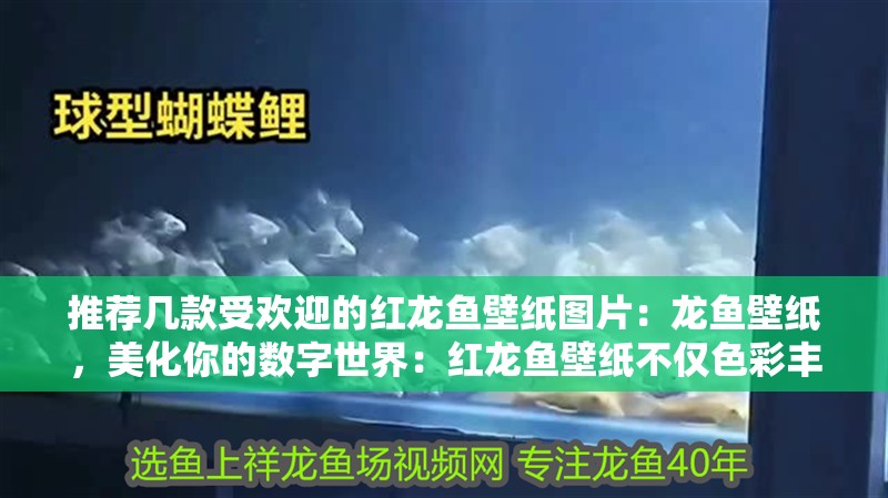 推薦幾款受歡迎的紅龍魚壁紙圖片：龍魚壁紙，美化你的數(shù)字世界：紅龍魚壁紙不僅色彩豐富，而且畫面生動，給人一種身臨其境的感覺