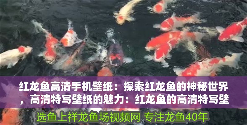 紅龍魚高清手機壁紙：探索紅龍魚的神秘世界，高清特寫壁紙的魅力：紅龍魚的高清特寫壁紙