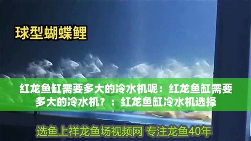 紅龍魚缸需要多大的冷水機呢：紅龍魚缸需要多大的冷水機？：紅龍魚缸冷水機選擇