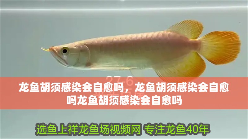 魚缸過濾器選購指南:自制魚缸過濾器魚缸上置過濾器對于養魚愛好者的必備知識 龍魚胡須感染會自愈嗎,龍魚胡須感染會自愈嗎龍魚胡須感染會自愈嗎 龍魚百科 龍魚胡須感染會自愈嗎,龍魚胡須感染會自愈嗎龍魚胡須感染會自愈嗎 龍魚胡須感染會自愈嗎,龍魚胡須感染會自愈嗎龍魚胡須感染會自愈嗎 龍魚百科