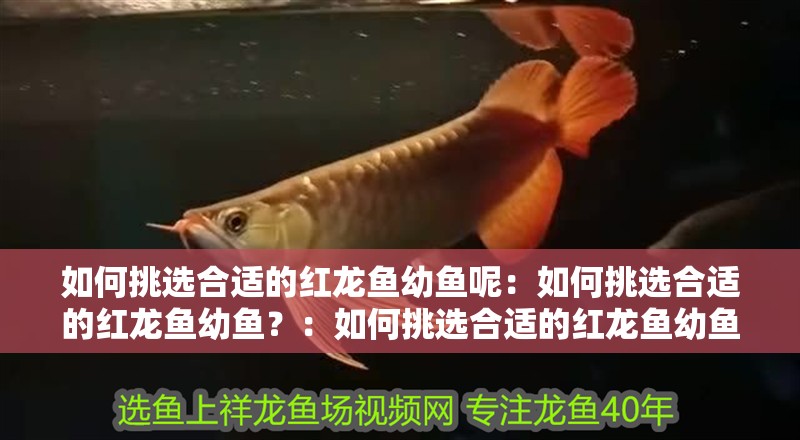 如何挑選合適的紅龍魚幼魚呢：如何挑選合適的紅龍魚幼魚？：如何挑選合適的紅龍魚幼魚