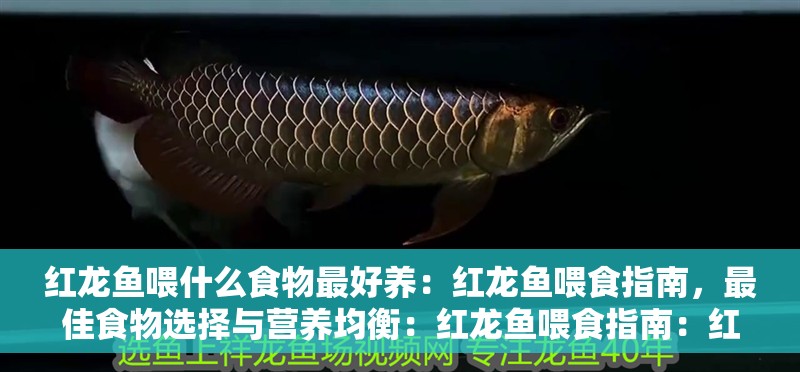 紅龍魚喂什么食物最好養：紅龍魚喂食指南，最佳食物選擇與營養均衡：紅龍魚喂食指南：紅龍魚喂食指南，紅龍魚喂食指南