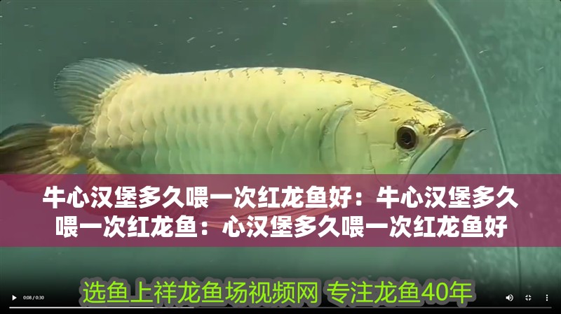 牛心漢堡多久喂一次紅龍魚好：牛心漢堡多久喂一次紅龍魚：心漢堡多久喂一次紅龍魚好