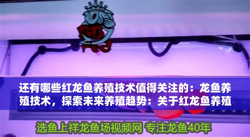還有哪些紅龍魚養殖技術值得關注的：龍魚養殖技術，探索未來養殖趨勢：關于紅龍魚養殖的幾個關鍵技術點