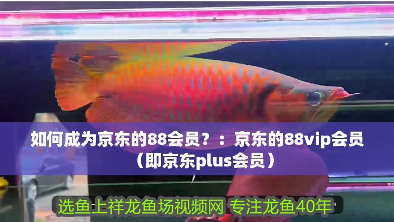 如何成為京東的88會員？：京東的88vip會員（即京東plus會員）