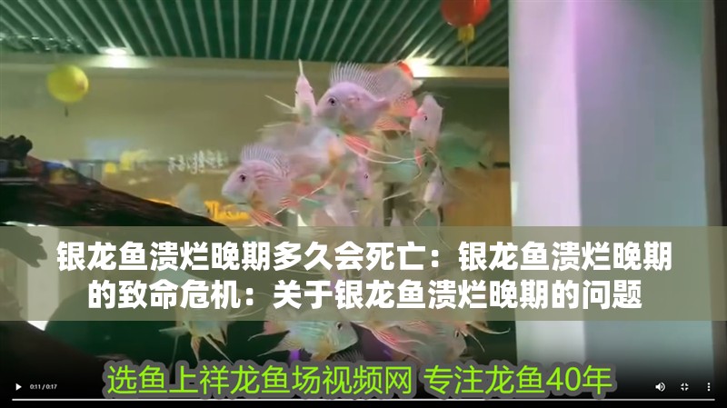 銀龍魚潰爛晚期多久會死亡：銀龍魚潰爛晚期的致命危機：關于銀龍魚潰爛晚期的問題