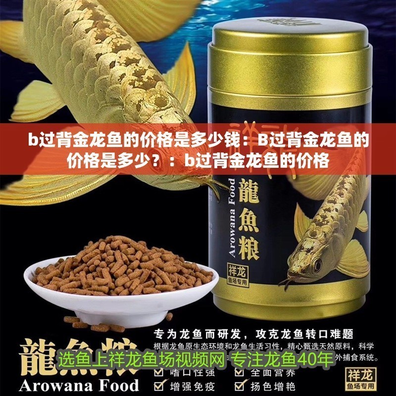 b過背金龍魚的價(jià)格是多少錢：B過背金龍魚的價(jià)格是多少？：b過背金龍魚的價(jià)格