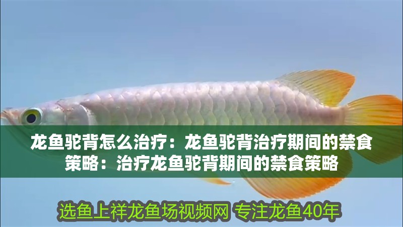 龍魚駝背怎么治療：龍魚駝背治療期間的禁食策略：治療龍魚駝背期間的禁食策略