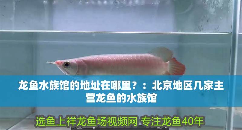 龍魚水族館的地址在哪里？：北京地區幾家主營龍魚的水族館