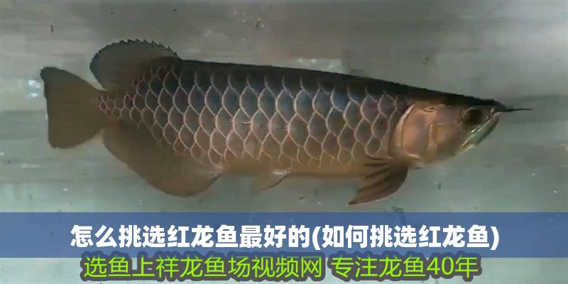怎么挑選紅龍魚(yú)最好的(如何挑選紅龍魚(yú))