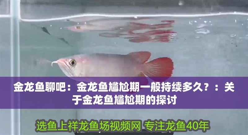 金龍魚聊吧：金龍魚尷尬期一般持續多久？：關于金龍魚尷尬期的探討