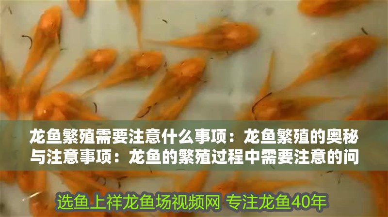 龍魚繁殖需要注意什么事項：龍魚繁殖的奧秘與注意事項：龍魚的繁殖過程中需要注意的問題