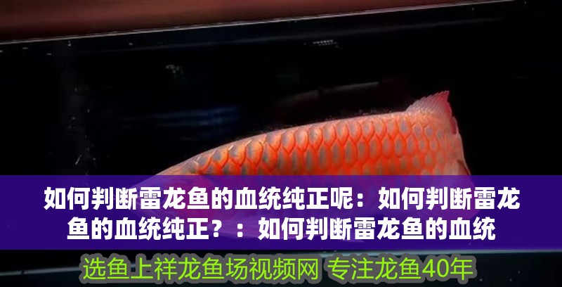 如何判斷雷龍魚的血統純正呢：如何判斷雷龍魚的血統純正？：如何判斷雷龍魚的血統