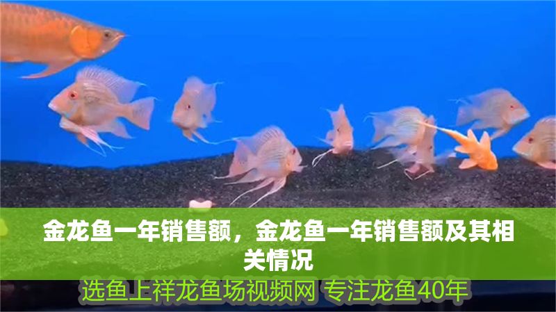 金龍魚一年銷售額，金龍魚一年銷售額及其相關(guān)情況