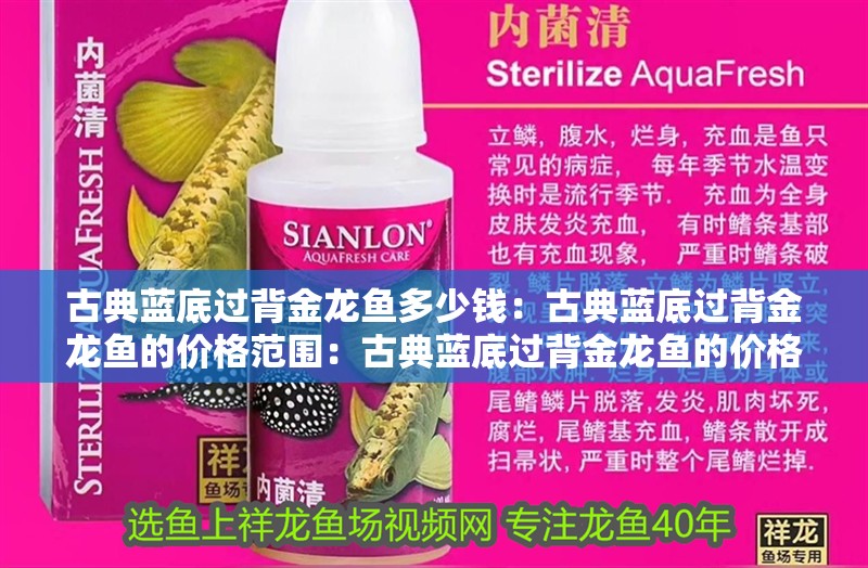 古典藍(lán)底過背金龍魚多少錢：古典藍(lán)底過背金龍魚的價格范圍：古典藍(lán)底過背金龍魚的價格是影響價格范圍的重要因素