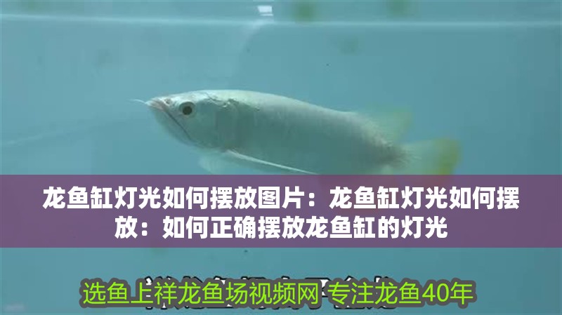 龍魚缸燈光如何擺放圖片：龍魚缸燈光如何擺放：如何正確擺放龍魚缸的燈光