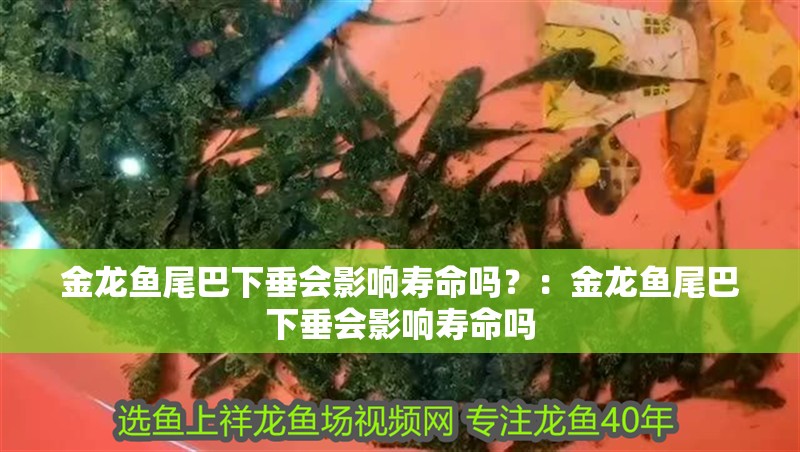 金龍魚尾巴下垂會影響壽命嗎？：金龍魚尾巴下垂會影響壽命嗎