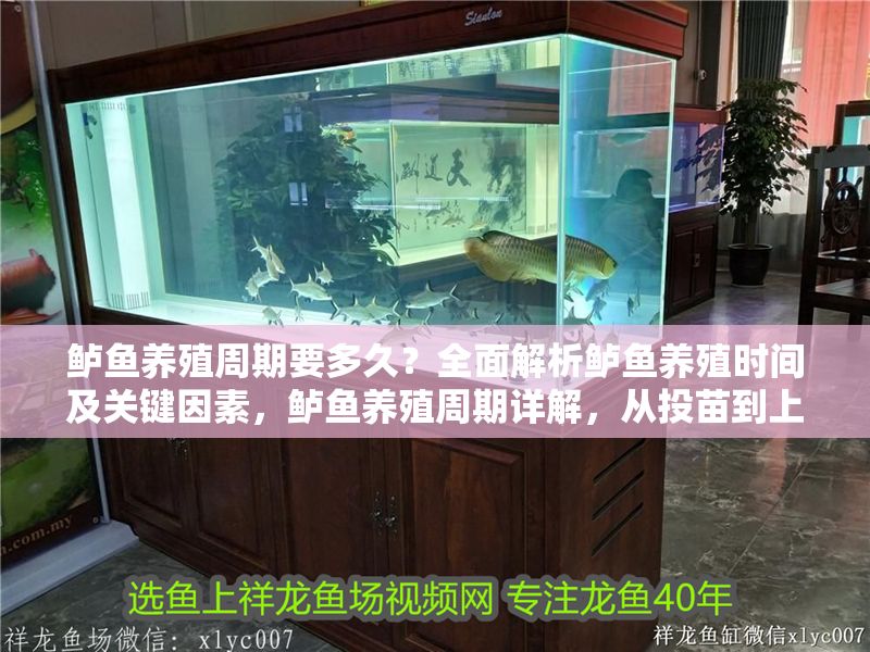 鱸魚養(yǎng)殖周期要多久？全面解析鱸魚養(yǎng)殖時間及關(guān)鍵因素，鱸魚養(yǎng)殖周期詳解，從投苗到上市的關(guān)鍵時間與影響因素