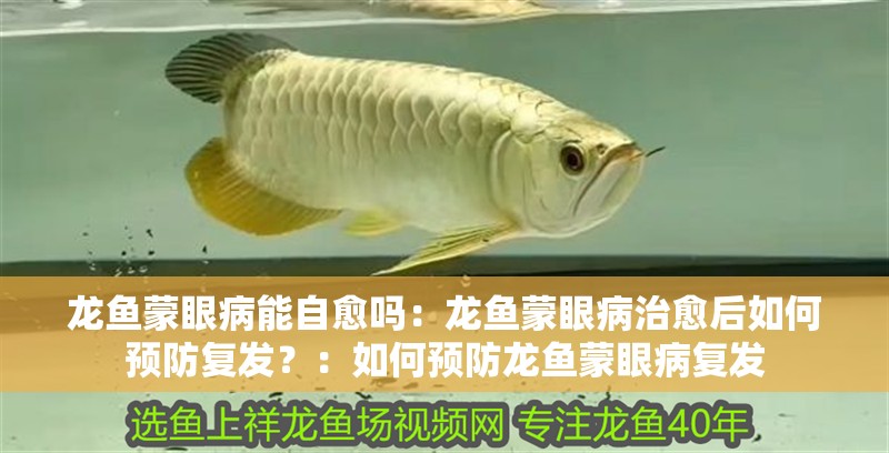 龍魚(yú)蒙眼病能自愈嗎：龍魚(yú)蒙眼病治愈后如何預(yù)防復(fù)發(fā)？：如何預(yù)防龍魚(yú)蒙眼病復(fù)發(fā)
