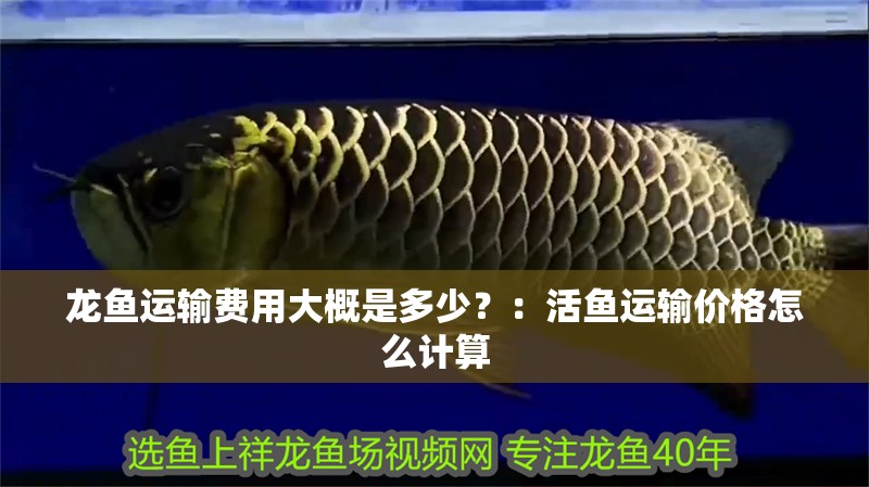 龍魚運輸費用大概是多少？：活魚運輸價格怎么計算