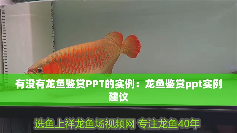 有沒有龍魚鑒賞PPT的實例：龍魚鑒賞ppt實例建議
