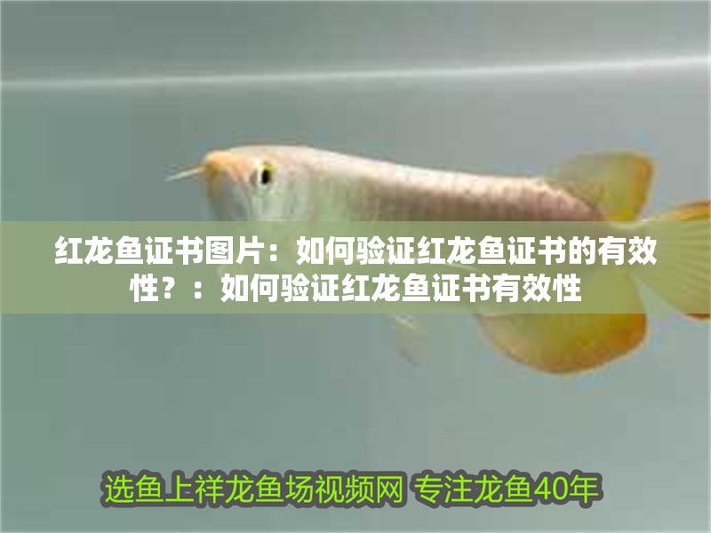 紅龍魚證書圖片：如何驗證紅龍魚證書的有效性？：如何驗證紅龍魚證書有效性