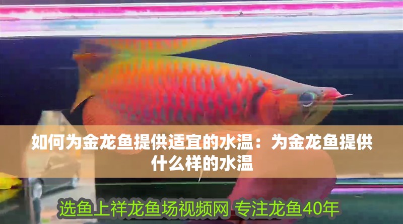 如何為金龍魚提供適宜的水溫：為金龍魚提供什么樣的水溫