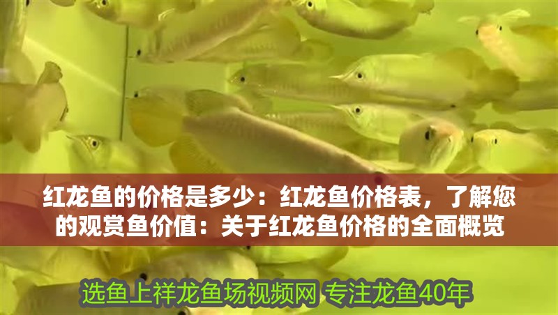 紅龍魚的價(jià)格是多少：紅龍魚價(jià)格表，了解您的觀賞魚價(jià)值：關(guān)于紅龍魚價(jià)格的全面概覽
