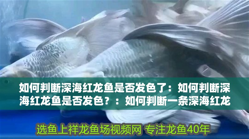 如何判斷深海紅龍魚是否發色了：如何判斷深海紅龍魚是否發色？：如何判斷一條深海紅龍魚是否已經發色