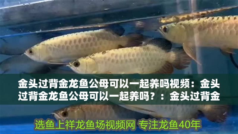 金頭過背金龍魚公母可以一起養嗎視頻：金頭過背金龍魚公母可以一起養嗎？：金頭過背金龍魚與其他魚類混養