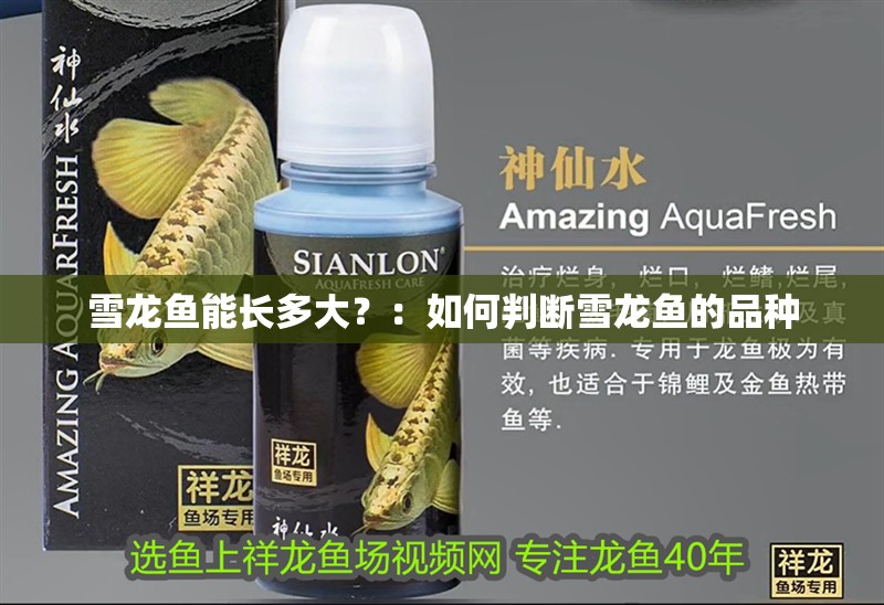 雪龍魚(yú)能長(zhǎng)多大？：如何判斷雪龍魚(yú)的品種