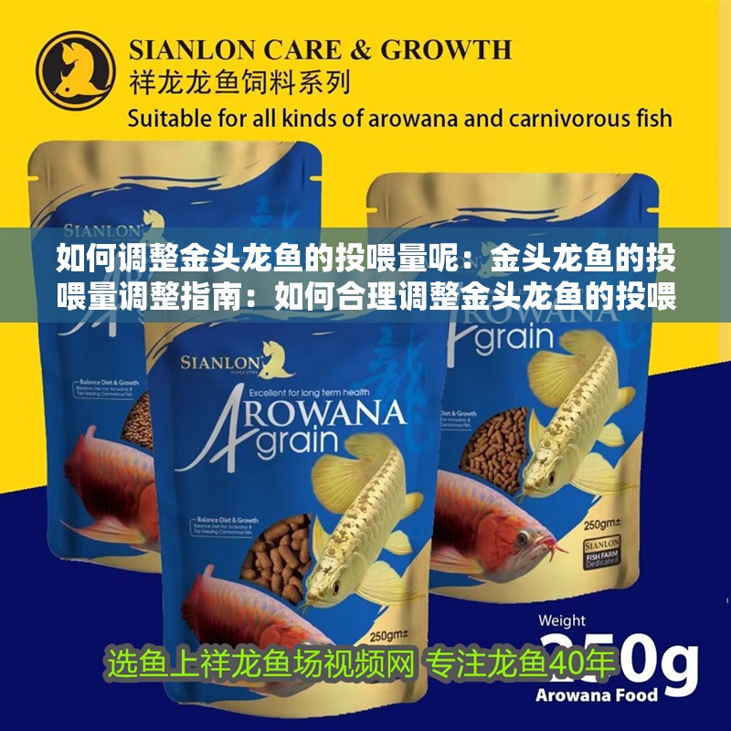 如何調整金頭龍魚的投喂量呢：金頭龍魚的投喂量調整指南：如何合理調整金頭龍魚的投喂量
