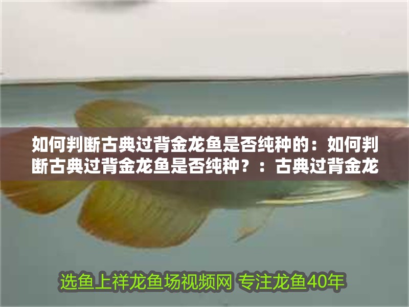 如何判斷古典過背金龍魚是否純種的：如何判斷古典過背金龍魚是否純種？：古典過背金龍魚是否純種