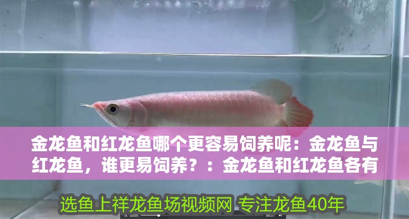 金龍魚和紅龍魚哪個更容易飼養呢：金龍魚與紅龍魚，誰更易飼養？：金龍魚和紅龍魚各有千秋