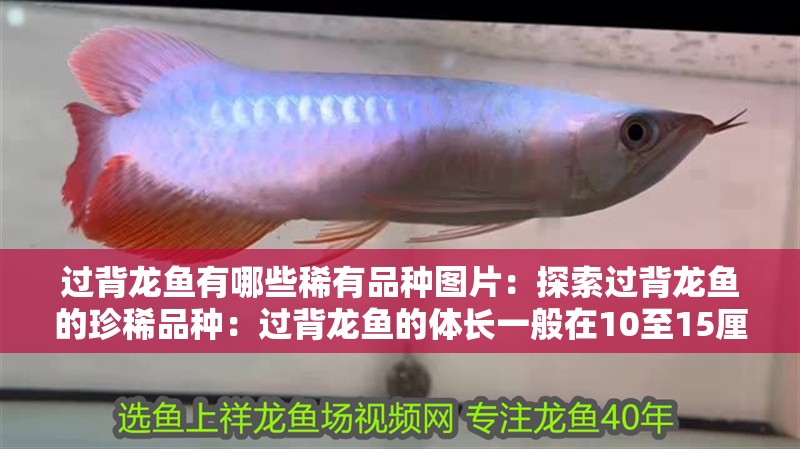 過背龍魚有哪些稀有品種圖片：探索過背龍魚的珍稀品種：過背龍魚的體長一般在10至15厘米之間，體長在10至18厘米之間