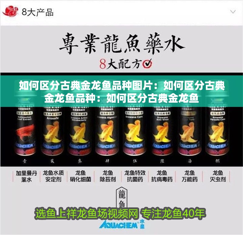 如何區(qū)分古典金龍魚品種圖片：如何區(qū)分古典金龍魚品種：如何區(qū)分古典金龍魚